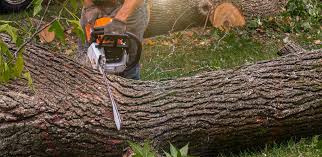 Belwood, NC Tree Care Services Company