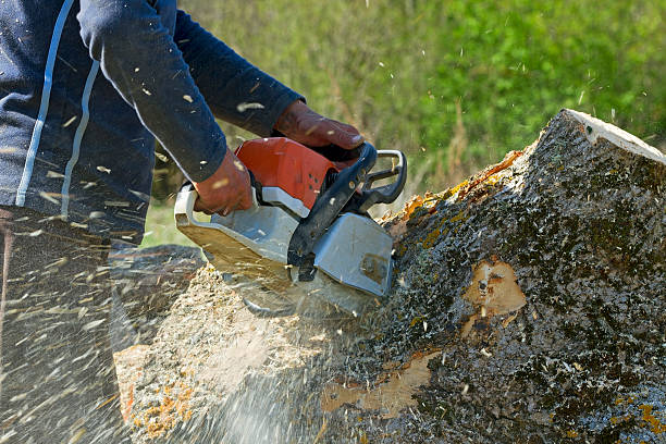 How Our Tree Care Process Works  in  Belwood, NC